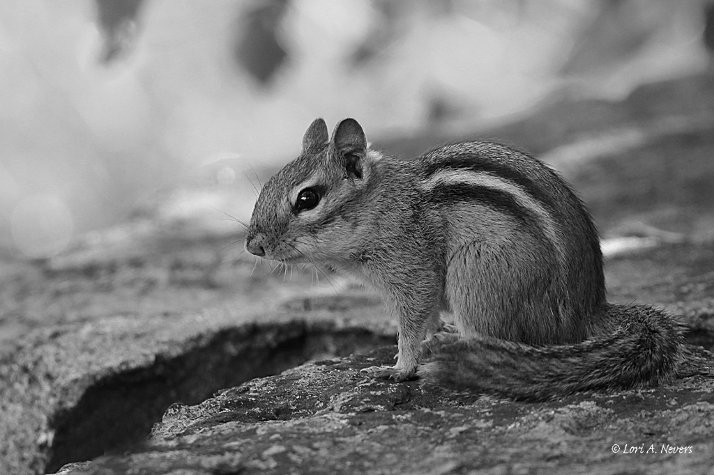 Chipmunk