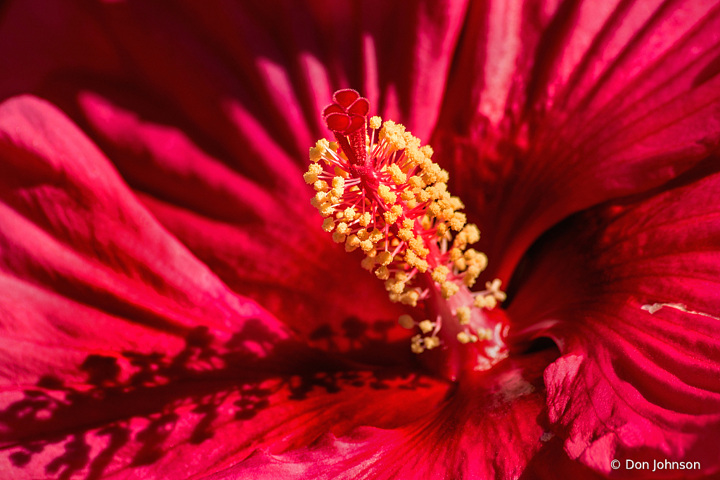 Hibiscus Internal Parts