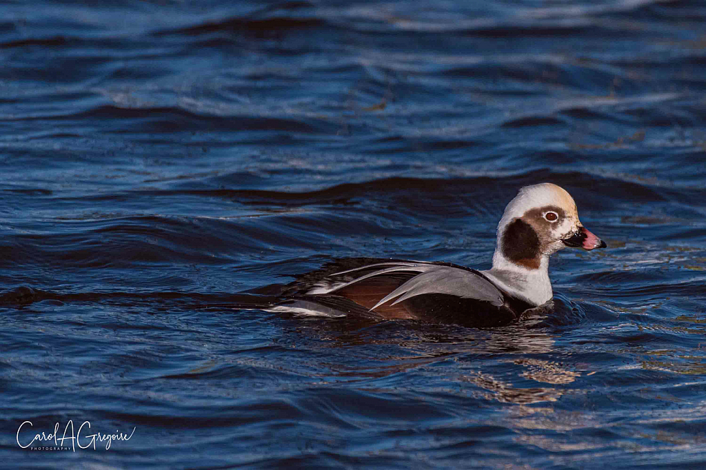 Longed-Tail Duck