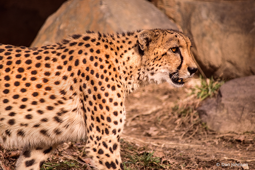 A Stalking Cheetah 2-3-20 064