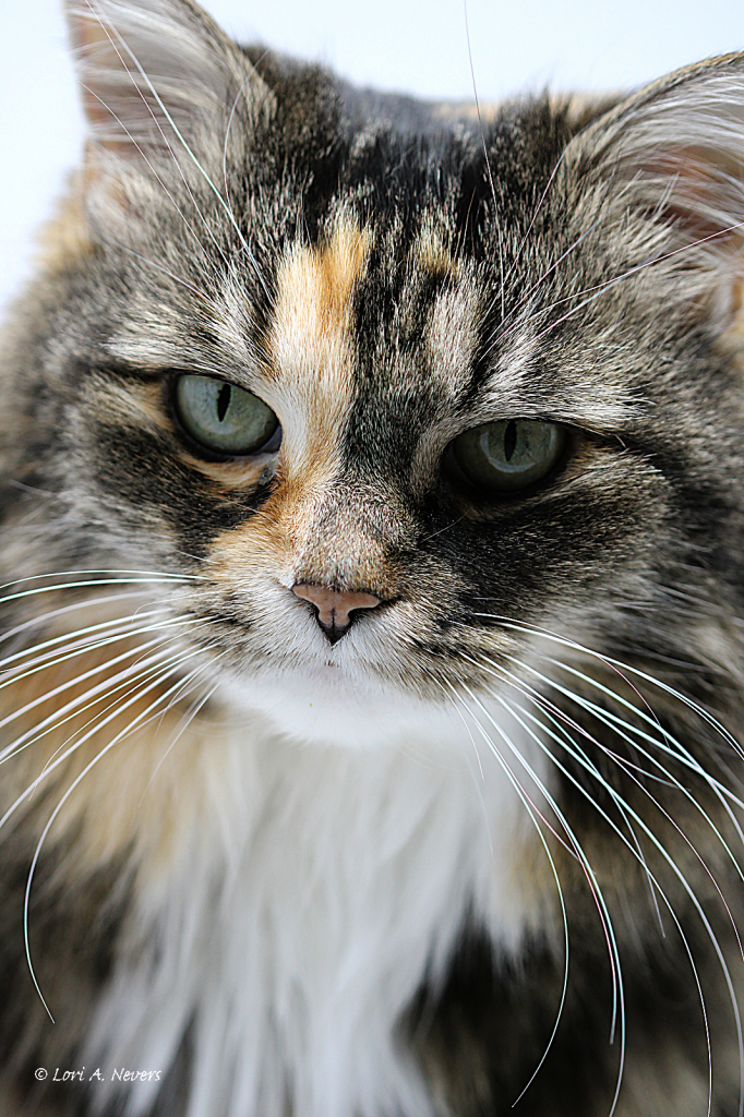 Josie