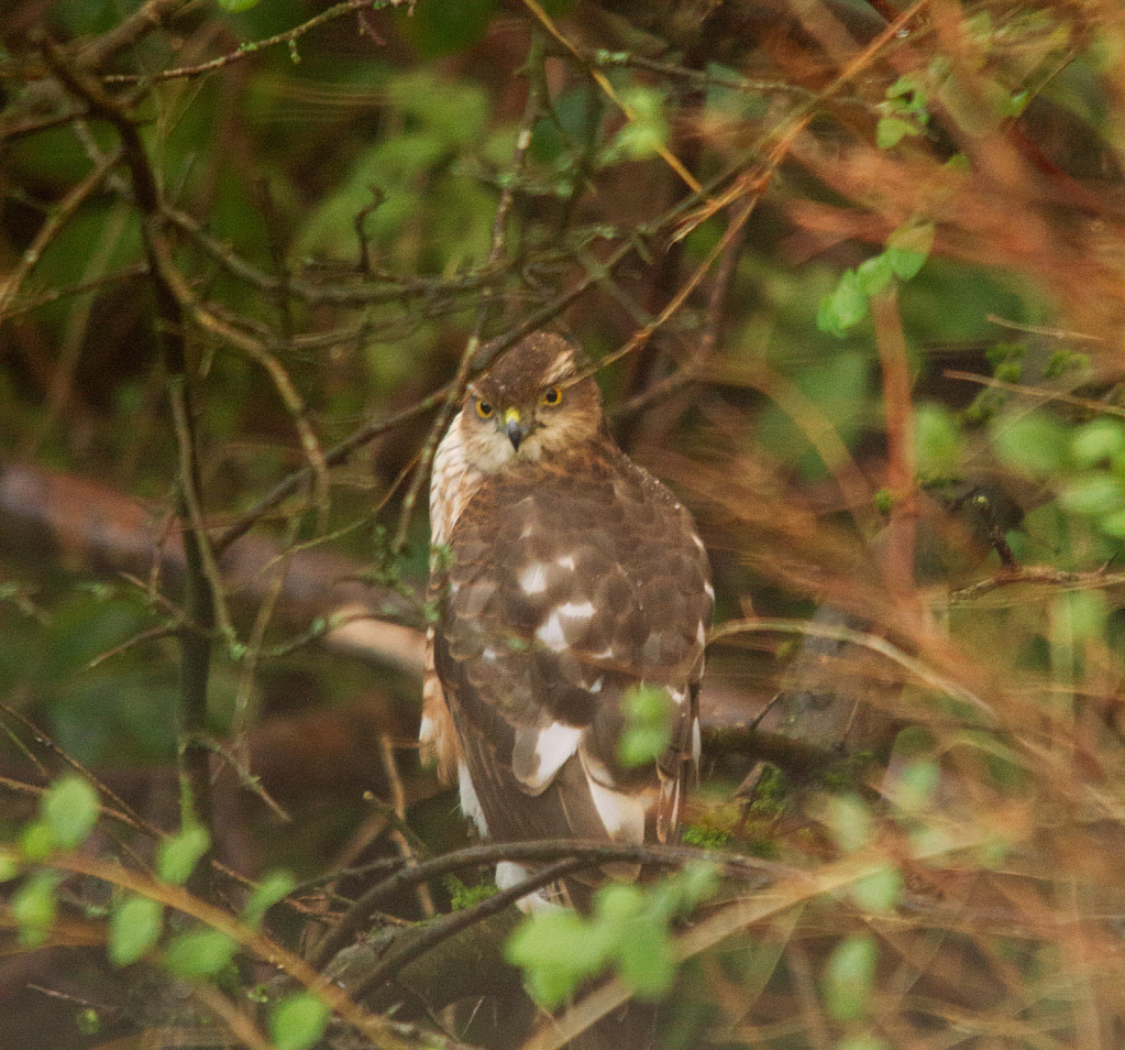 Female Sparrowhawk