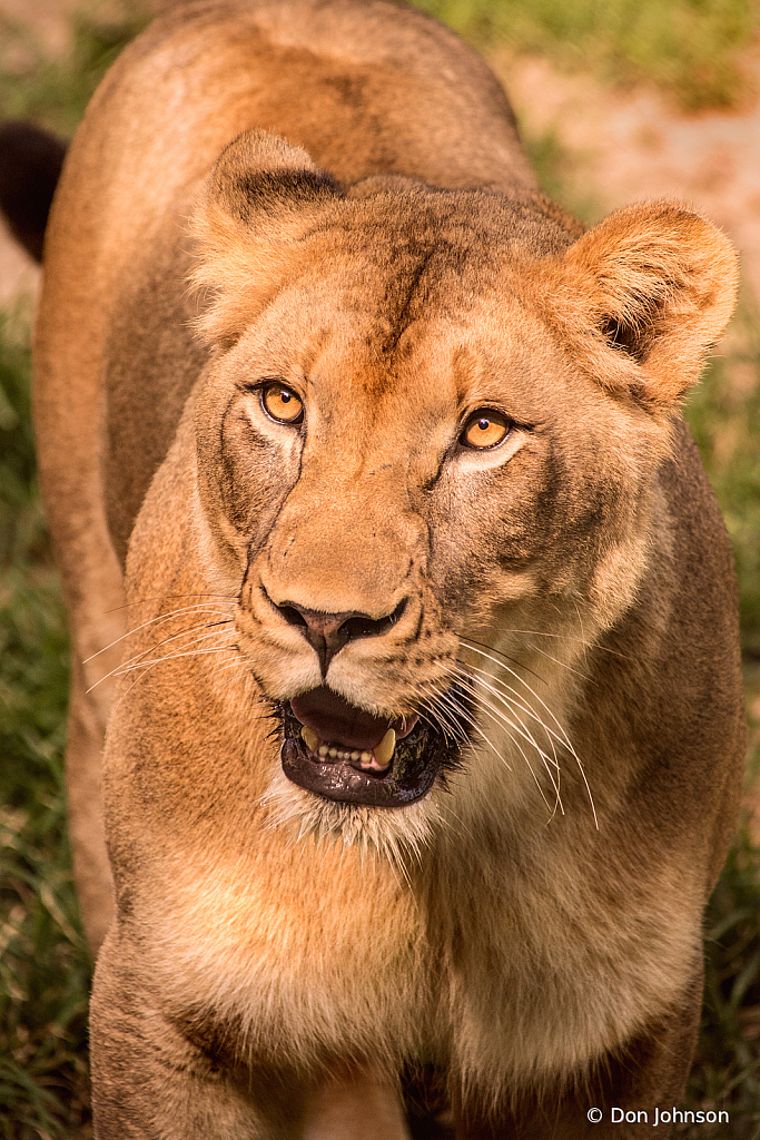 A Lioness 6-13-19 137