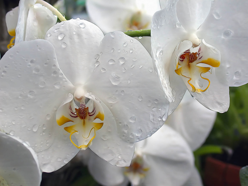 Raindrops On Orchids