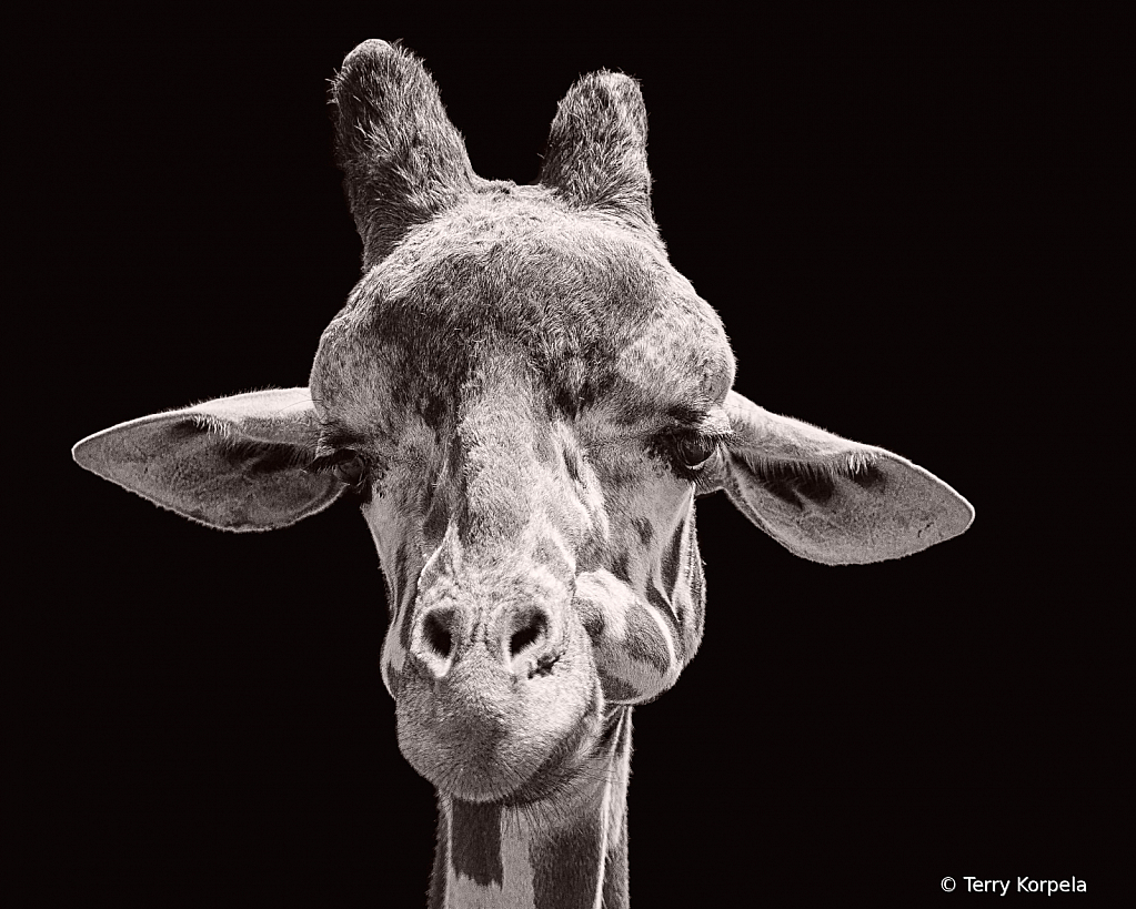 Giraffe Portrait B&W