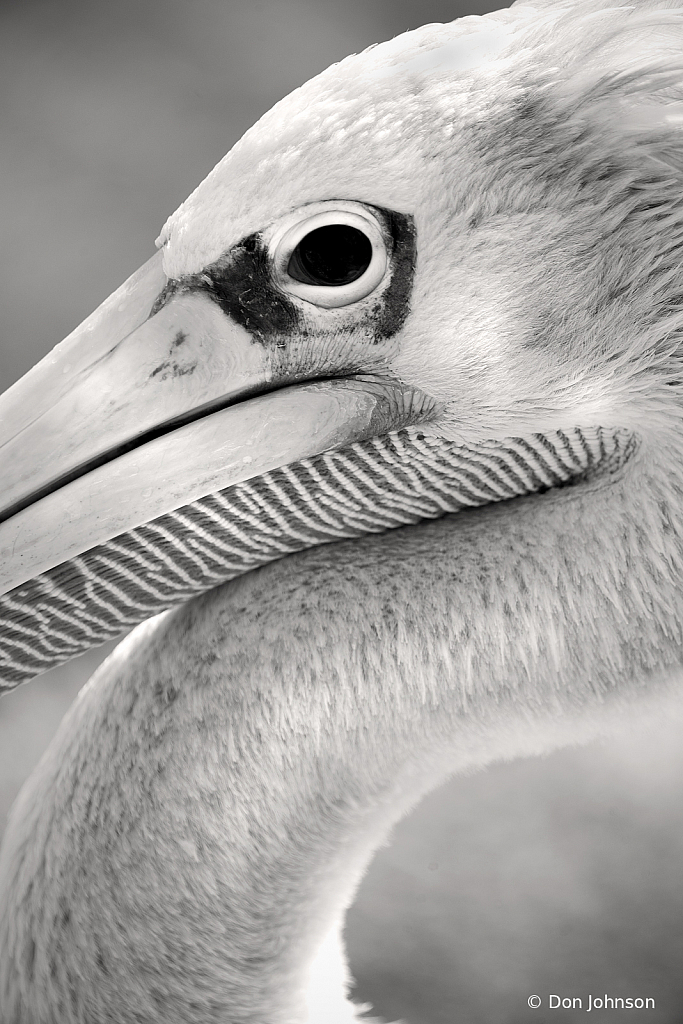 B&W Pelican Close-Up 9-22-19 101