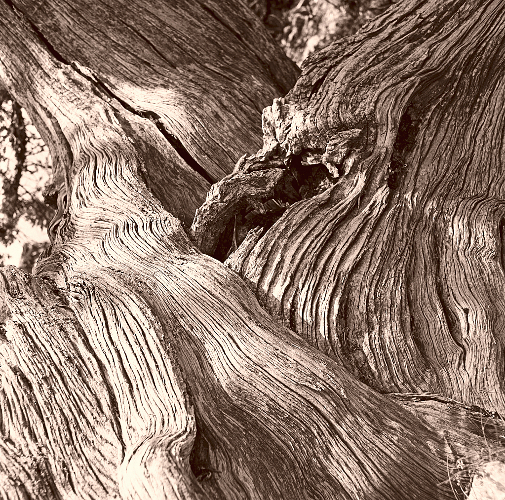 Cedar trunk complex.