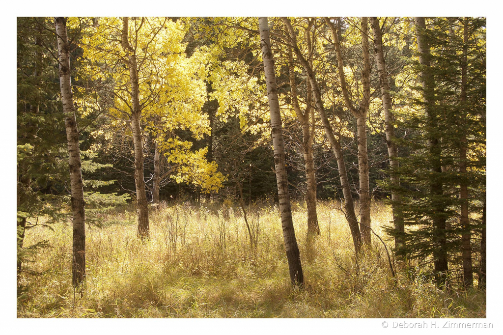 Soft Autumn Light in the Aspens