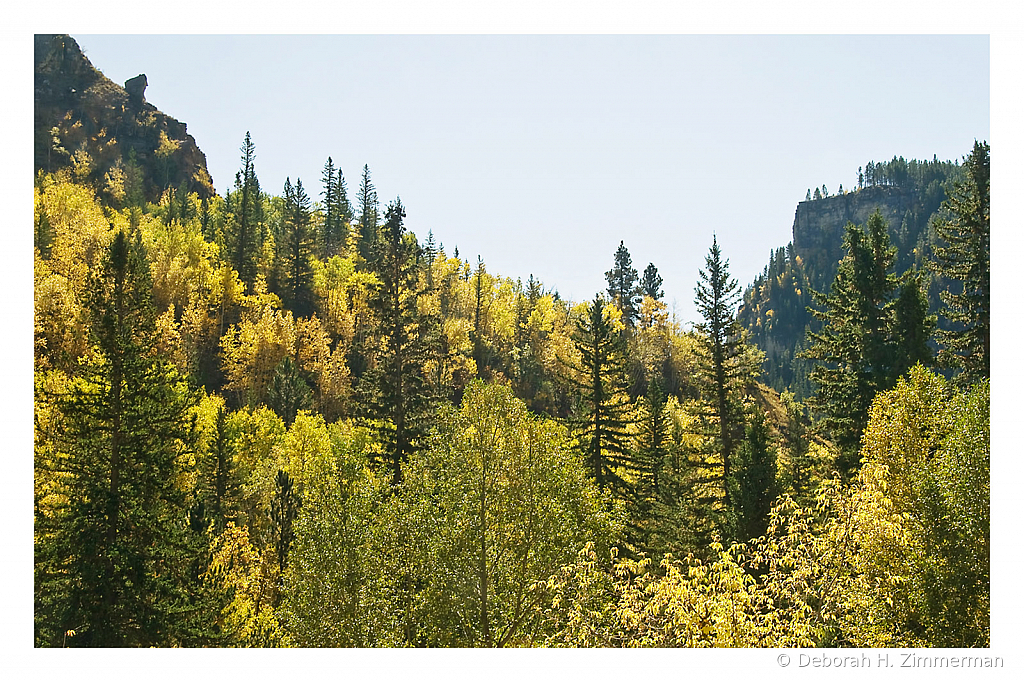 Backlit Gold of Spearfish Canyon