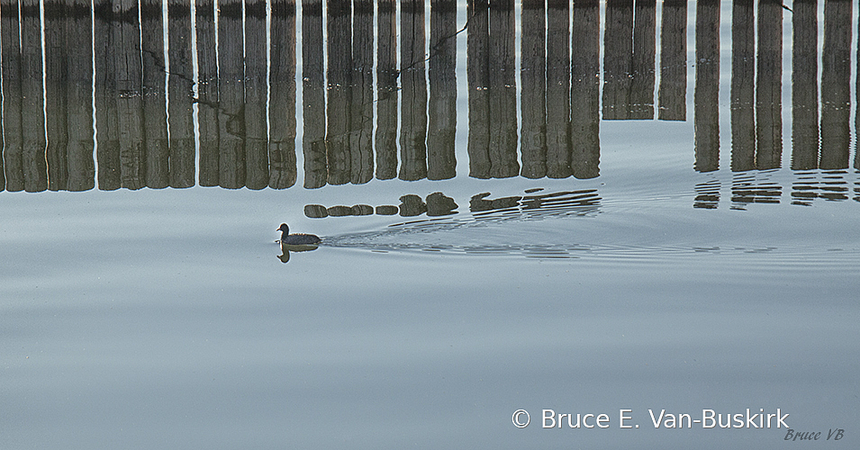 lines and a grebe