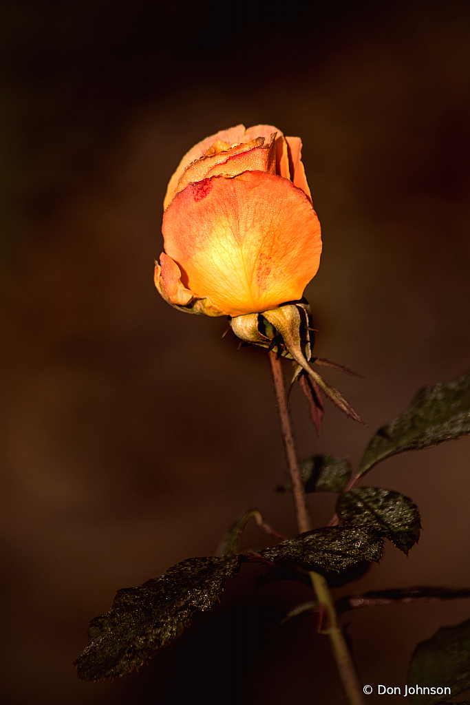 A Lovely Rose 9-20-20 148
