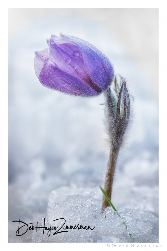 Its Delicate Strength- Pasque Flower