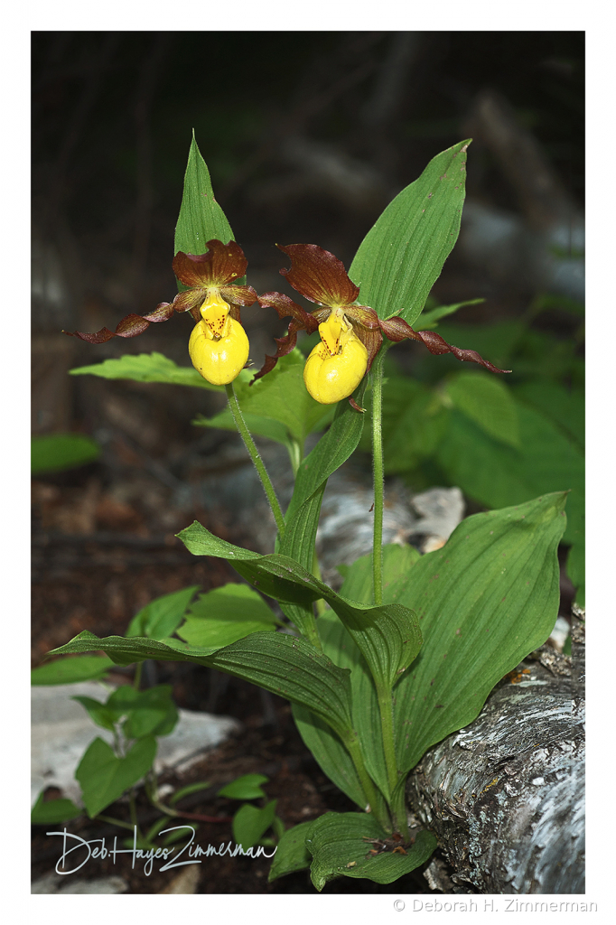Pair of Lady Slippers