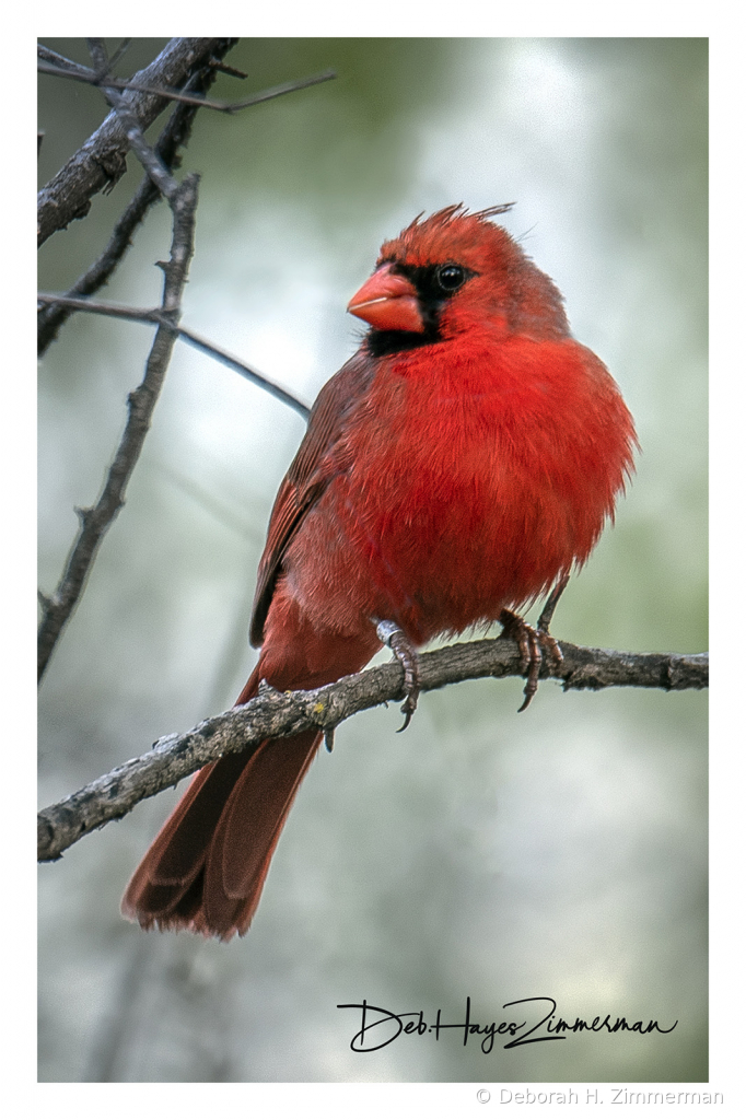 Scarlet Cardinal Beauty