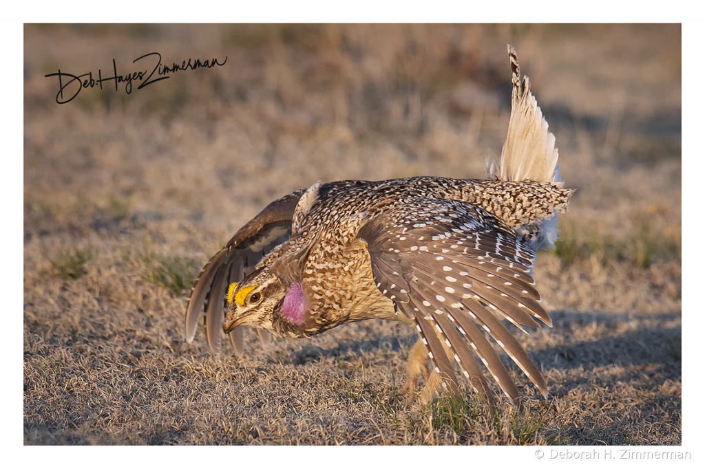The Danceof the Wild Sage Grouse