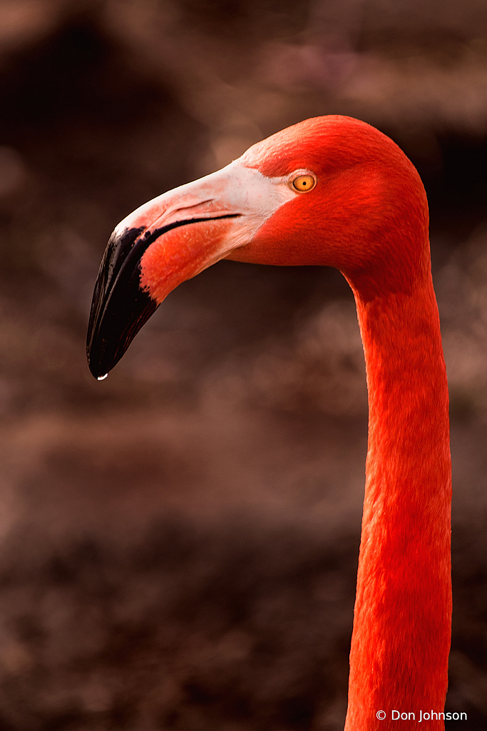 A Long Neck 2-3-20 039