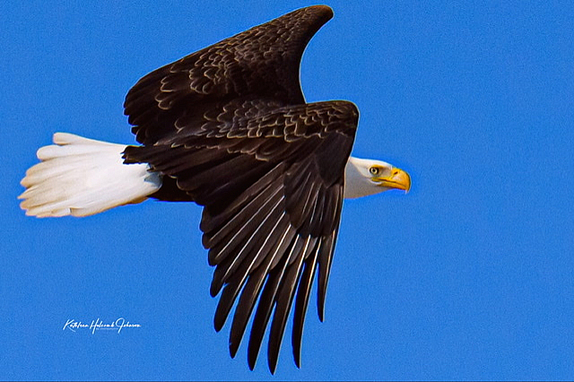Our National Symbol - Majestic Eagle! 2