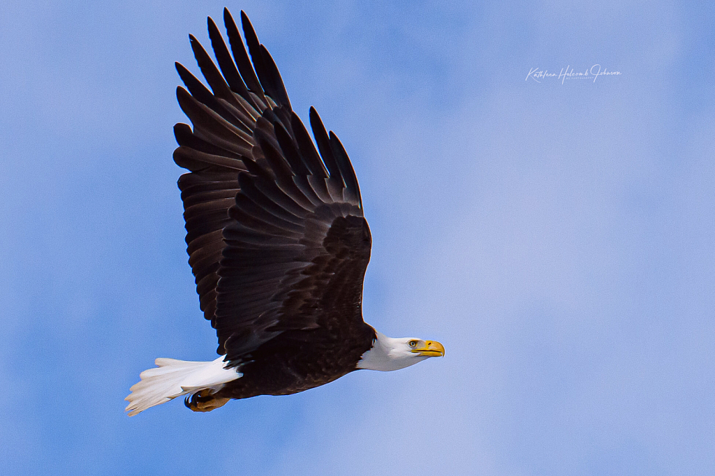 Our National Symbol - Majestic Eagle!