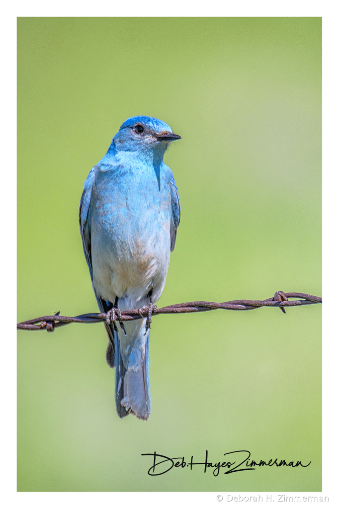 Bluebird on a Wire