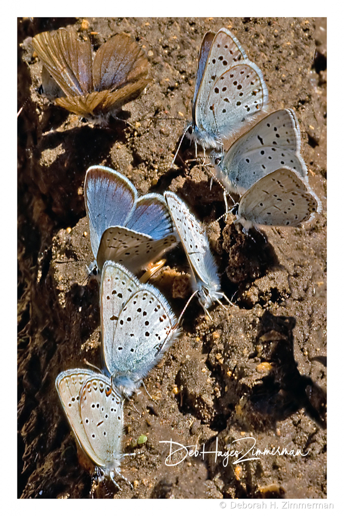 Blue Arrowhead Butterflies Mining the Mud
