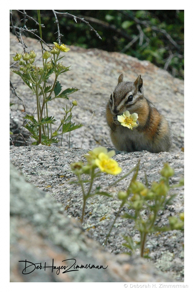  For You?-Chipmunk Holding Flower