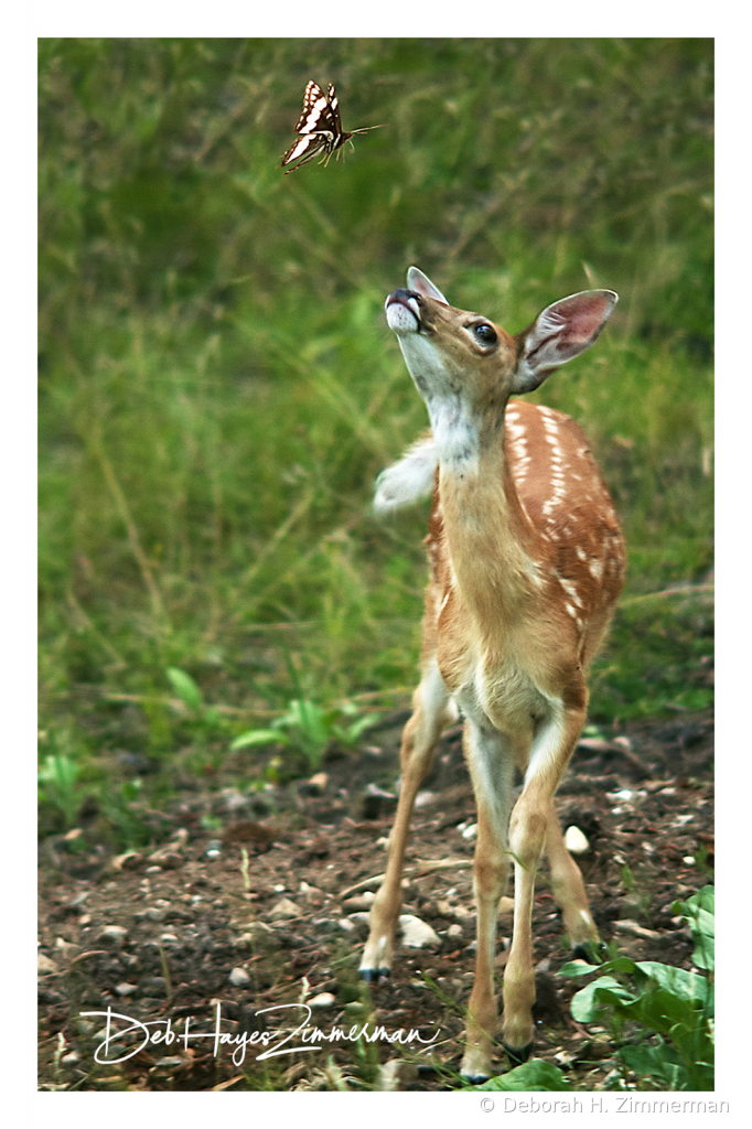 Fawn with Butterfly