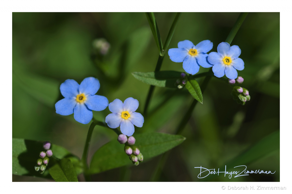 Forget Me Not Repetition