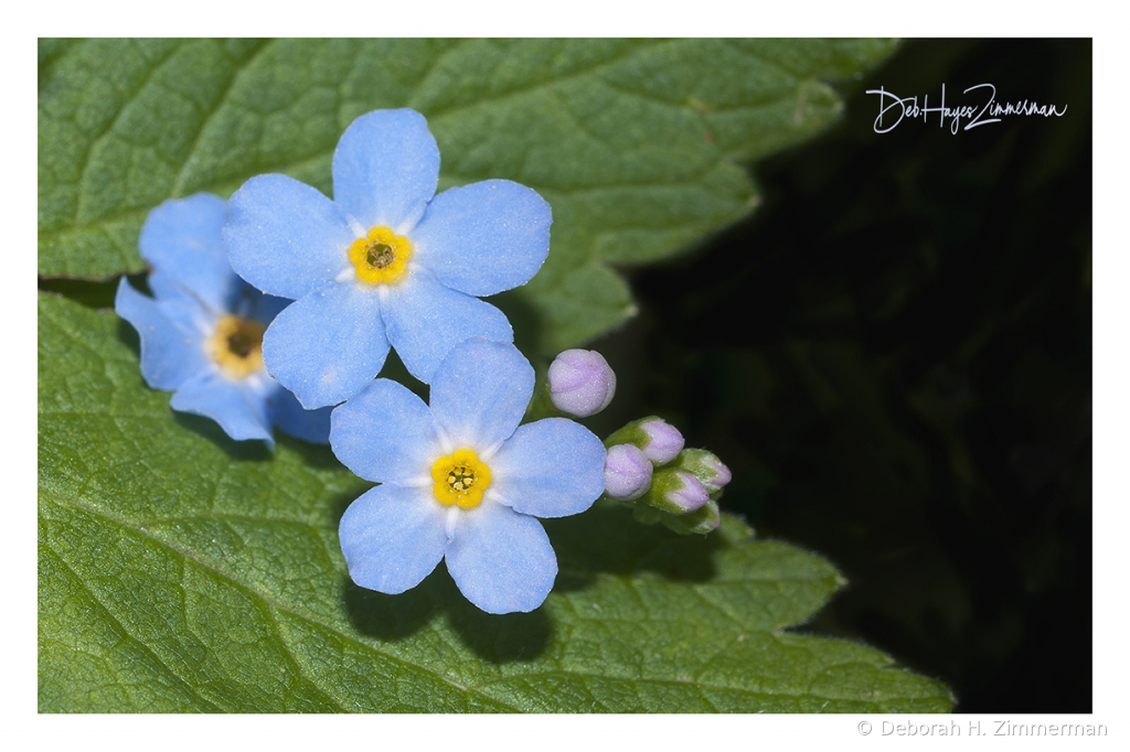 Forget Me Not Close Up