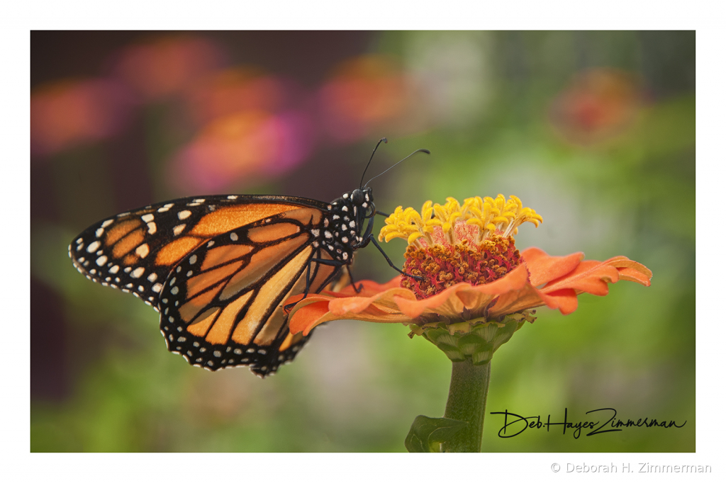 Monarch in the Brookside Gardens