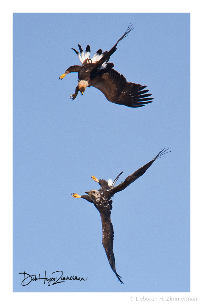 Battle of the Juveniles -Golden and Bald Eagles