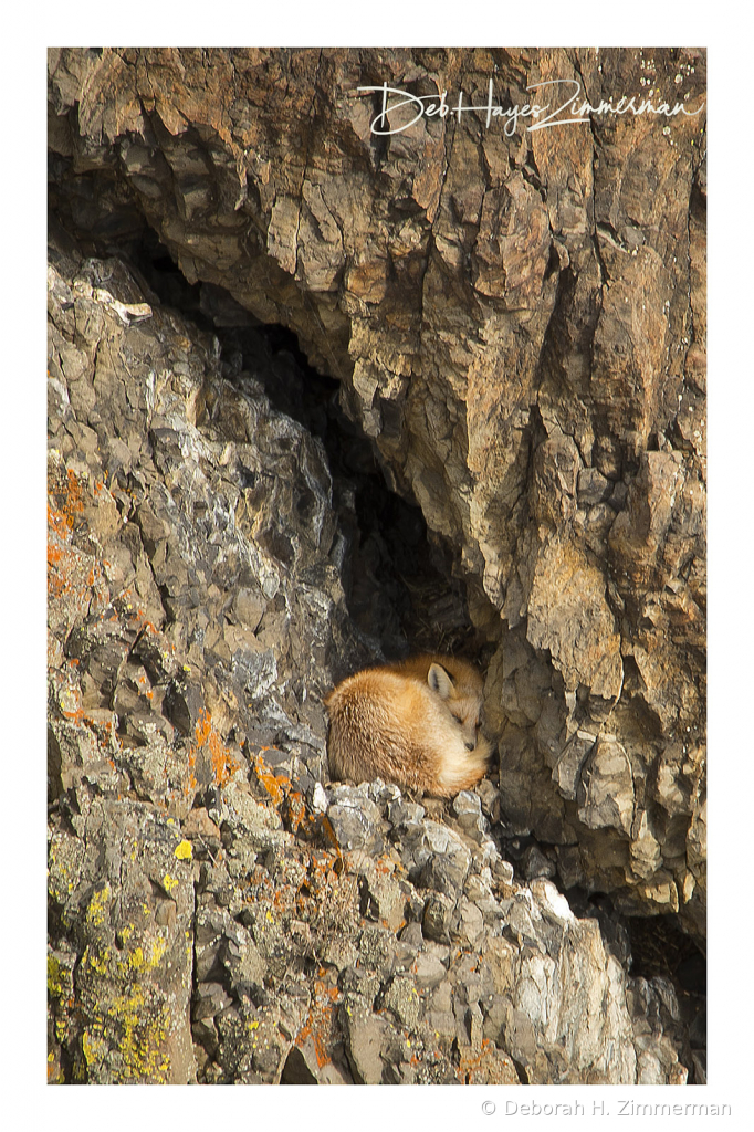 Fox in Rocks