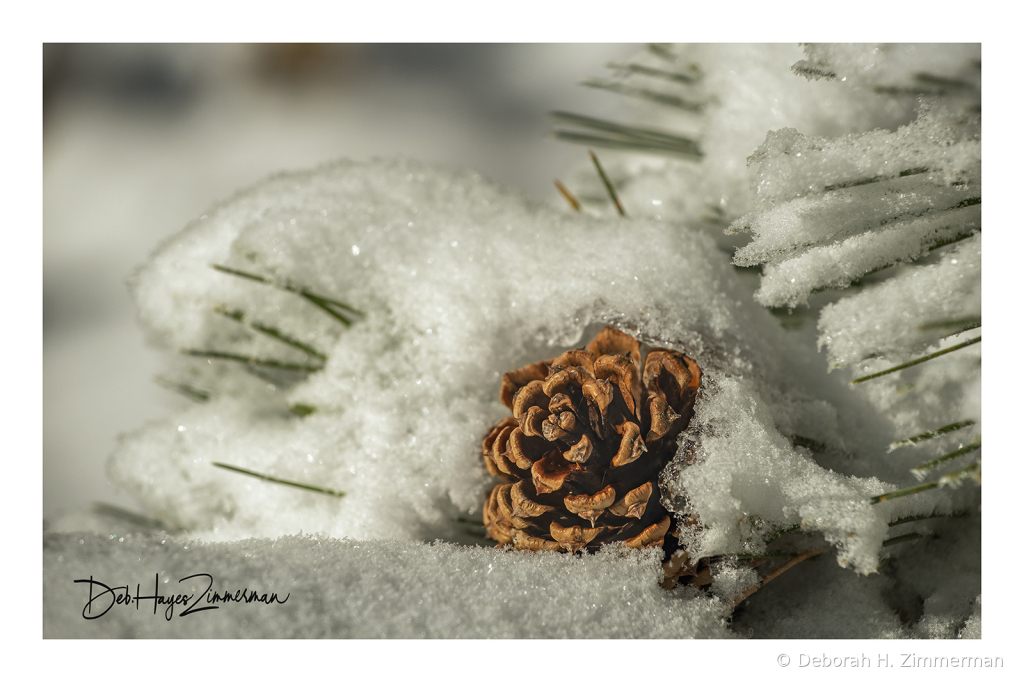 Pinecone Nestled in the Fresh Snow