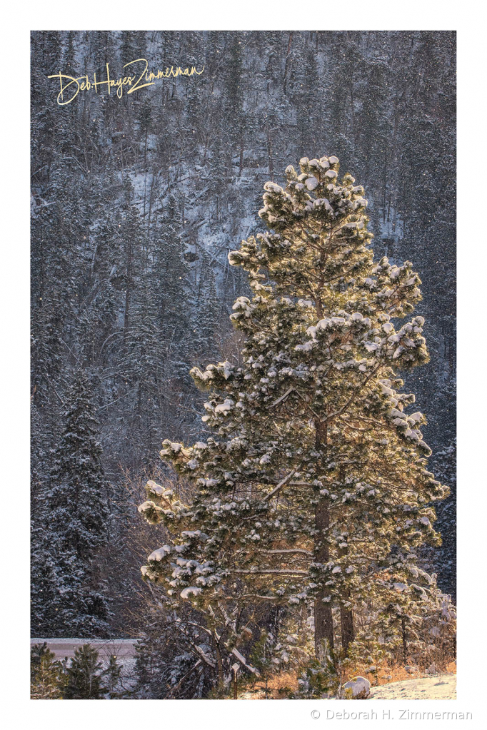 Snowy Pine Golden in the Sun