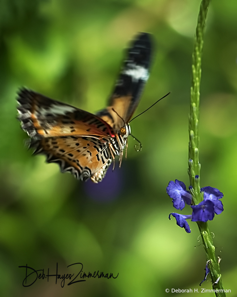 Butterfly in Flight