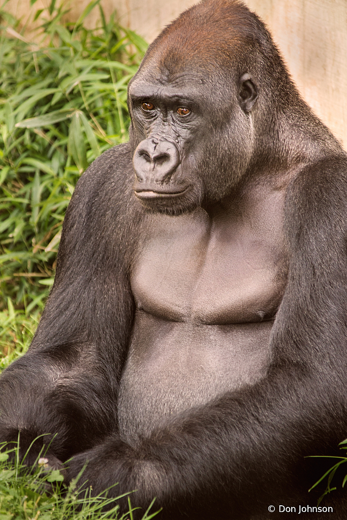 A Gorilla Thinking 6-2-19 134