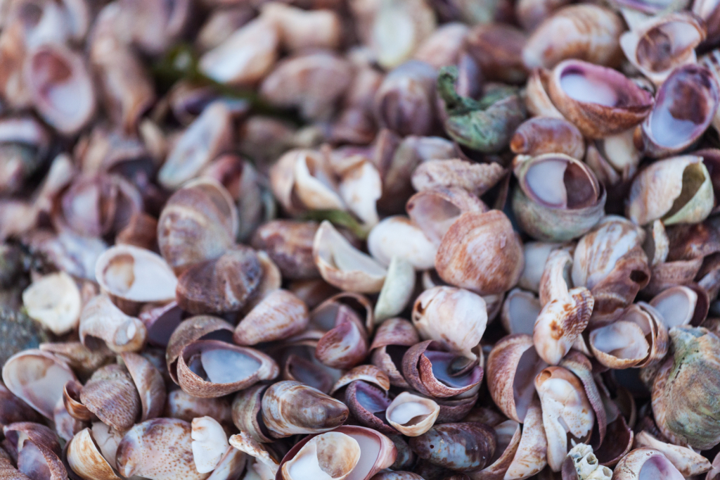 Shells Beautiful Shells
