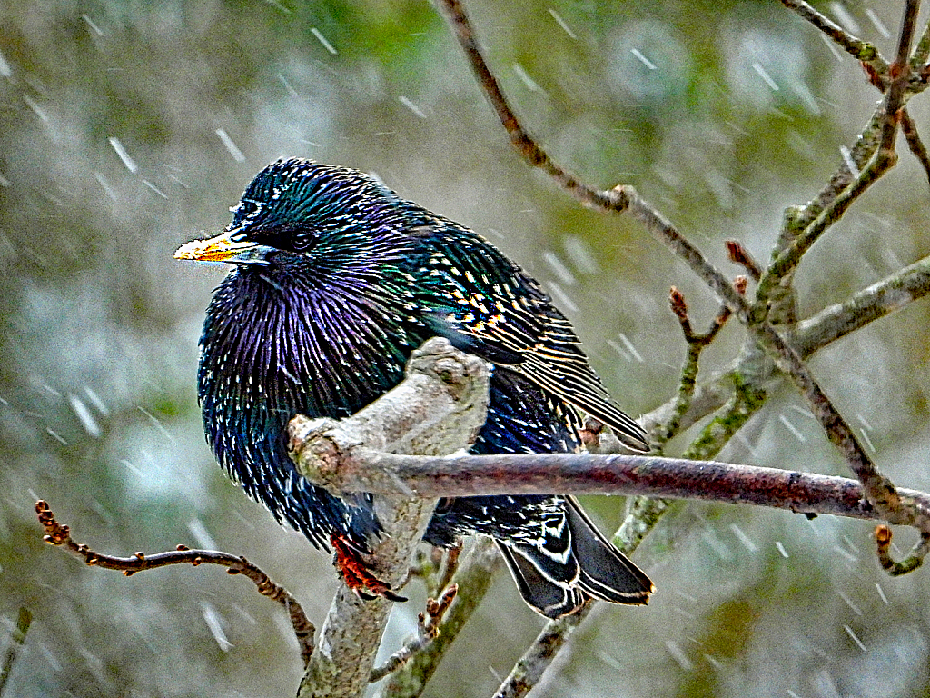 Starling in a Snowstorm