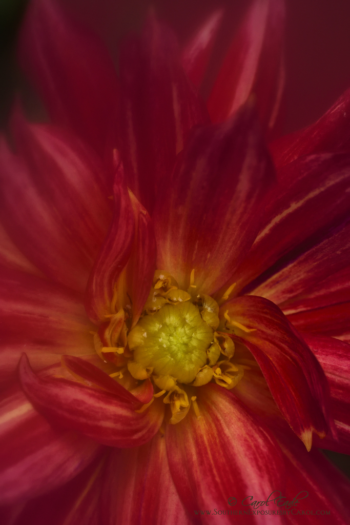 Red Dahlia