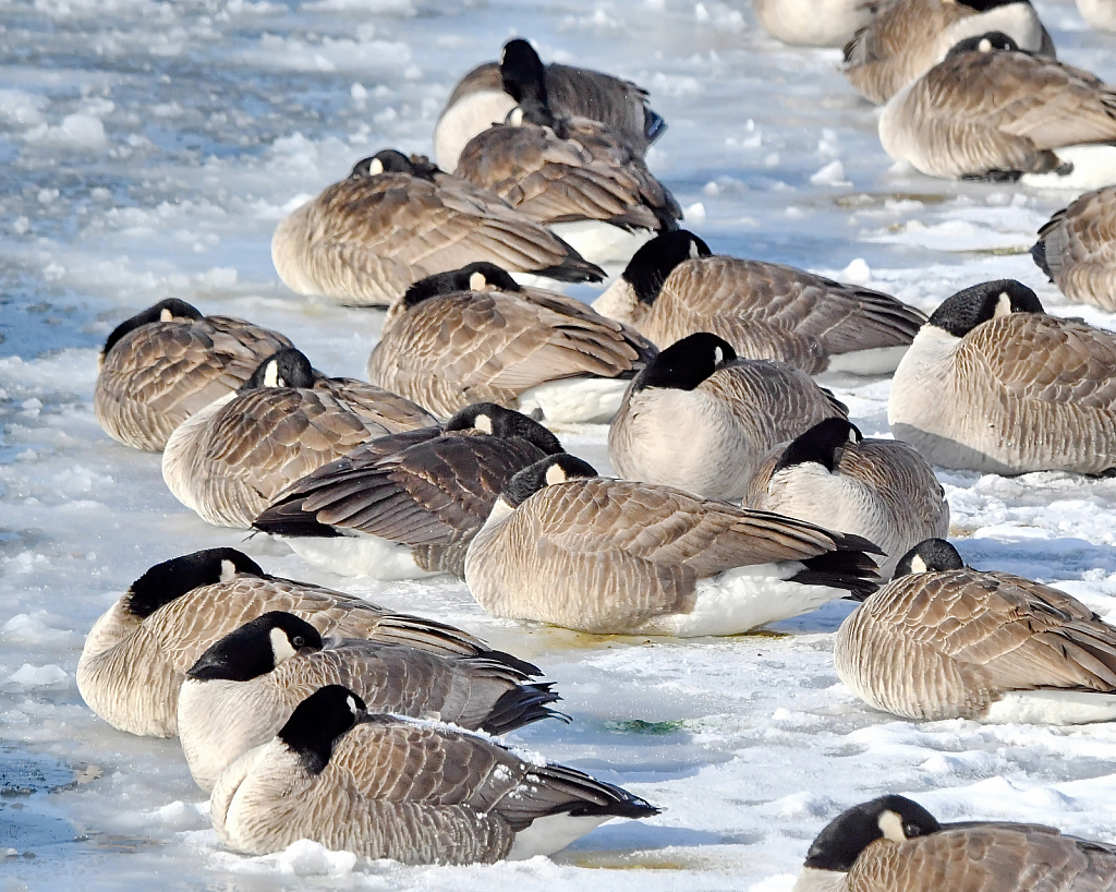 Resting Geese 
