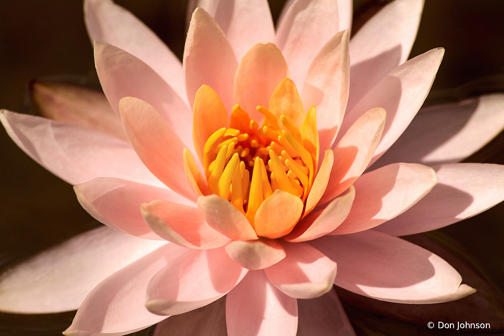 A Lovely Water Lily 6-12-19 095