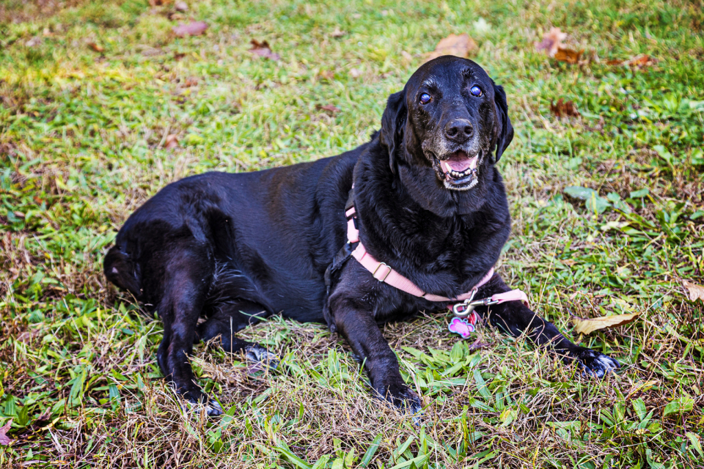Bailey Poses 