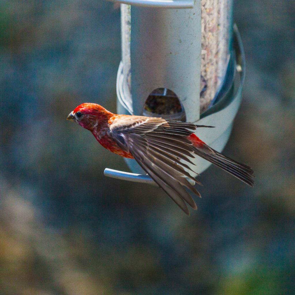 Breakfast with a Finch!