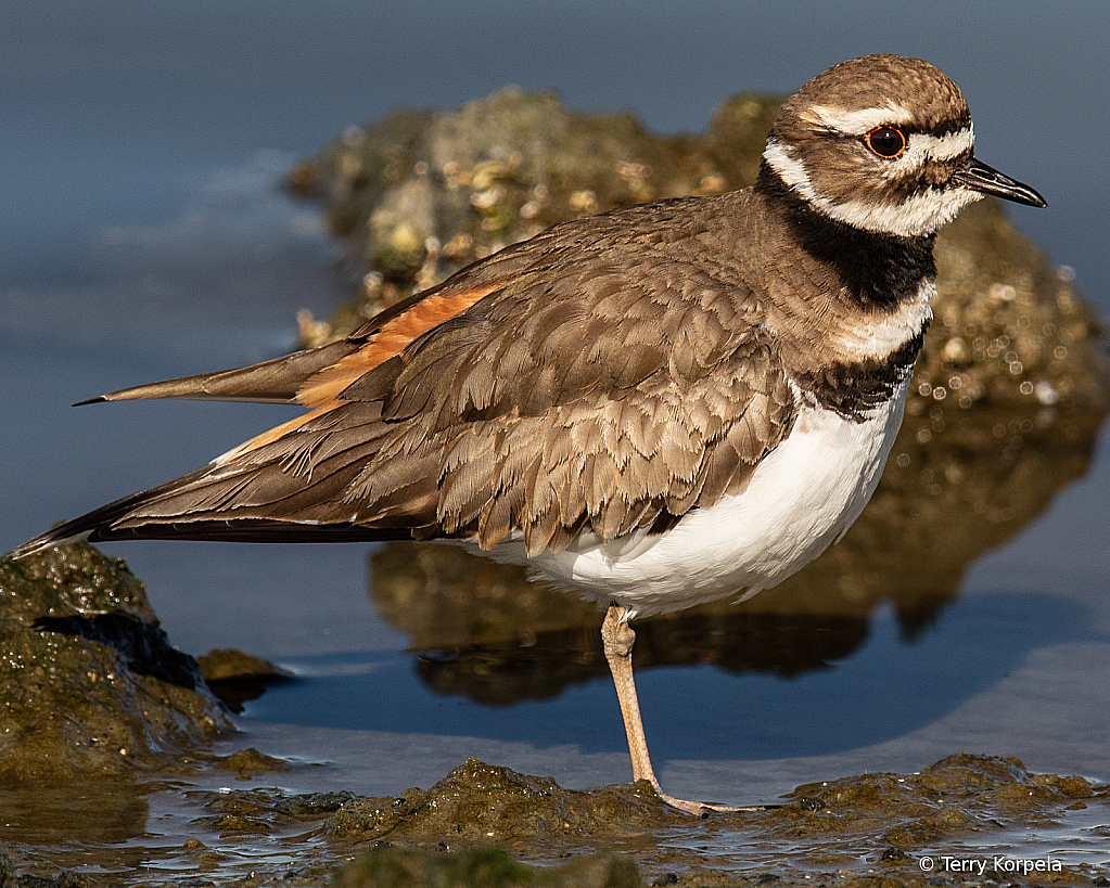 Killdeer