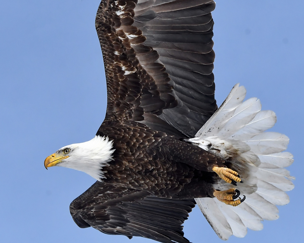 The Powerful Eagle