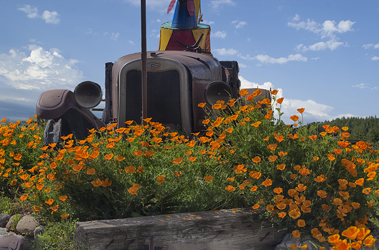 Poppies and old truck