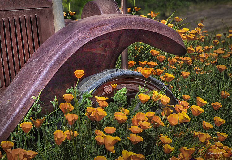 Old tire, new poppies