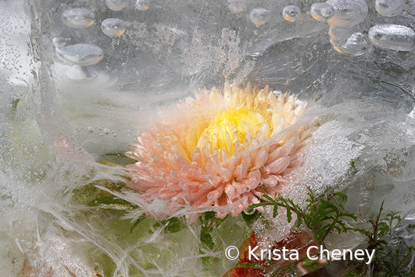 Pink chrysanthemum in ice