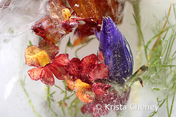 Marigolds and gentian in ice