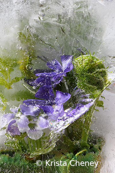 Creeping myrtle and fiddlehead in ice