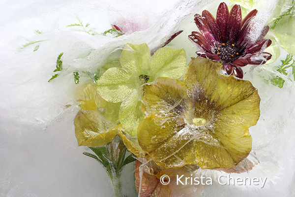 Yellow petunia and nicotiana in ice